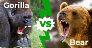 Gorilla vs Bear: The 2 Key Differences Picture