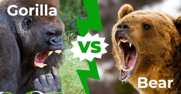bear vs gorilla