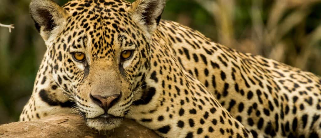 guyanese jaguar