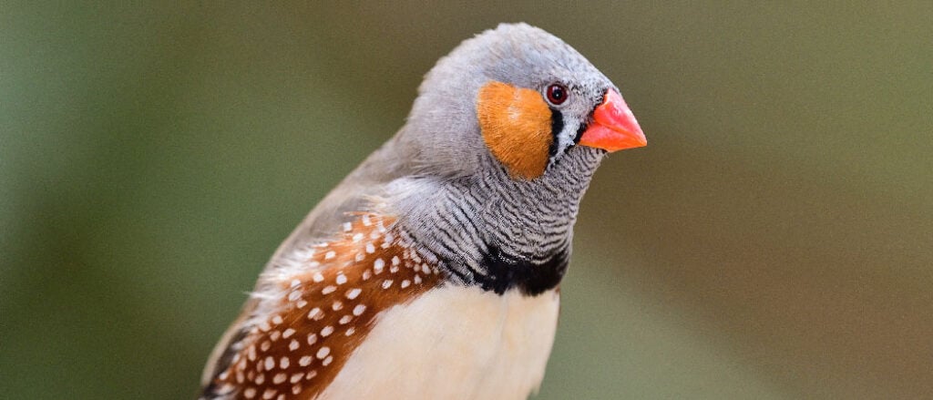 Zebra Finch, Close-up, Multi Colored, Songbird, Animal