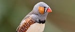 Zebra finch