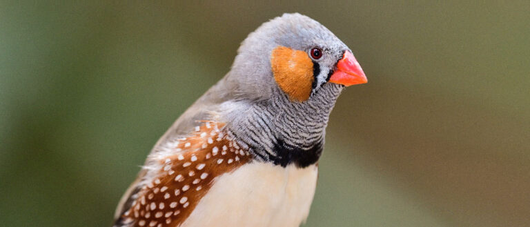 Zebra Finch Pictures - AZ Animals