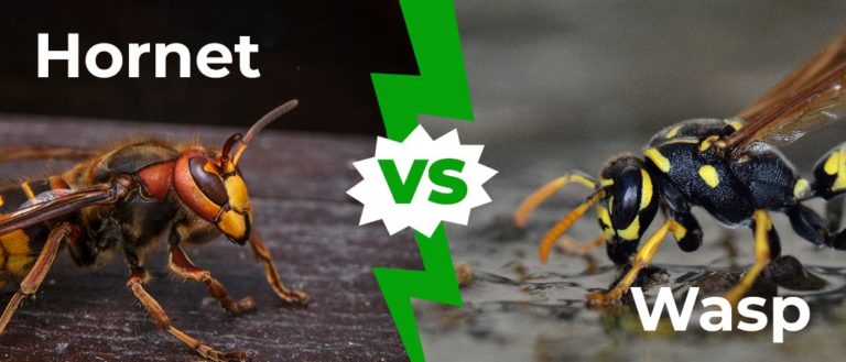 Hornets in Texas: Types and Where They Live - A-Z Animals