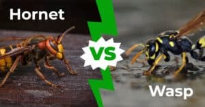 Hornet vs Wasp – How to Tell the Difference in 3 Easy Steps Picture