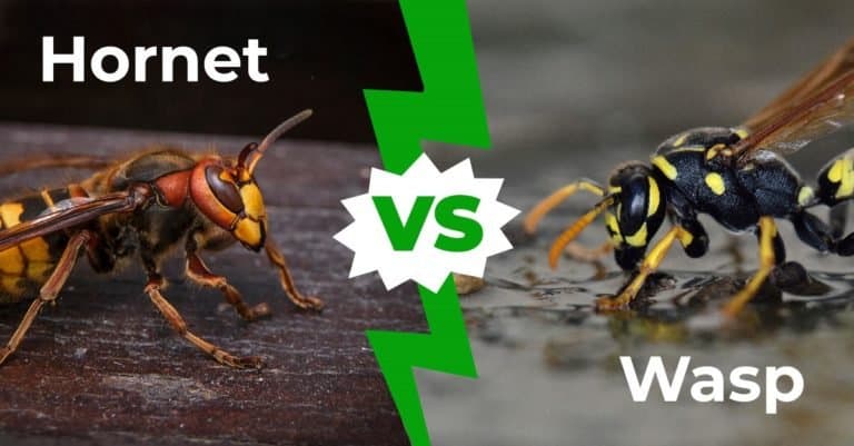 Hornet Vs Wasp - How To Tell The Difference In 3 Easy Steps - A-Z Animals