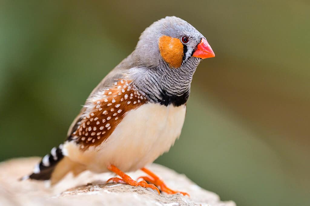 Zebra Finch, Close-up, Multi Colored, Songbird, Animal