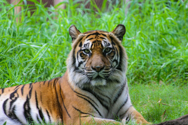 Unbelievable Sight as a Huge Family of 6 Fully Grown Tigers Seen ...