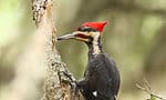 Ivory-billed Woodpecker