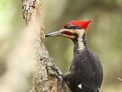 A Ivory-billed woodpecker