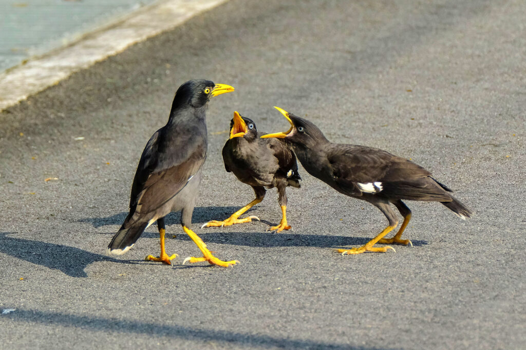 Animal, Animal Wing, Asphalt, Beak, Bird