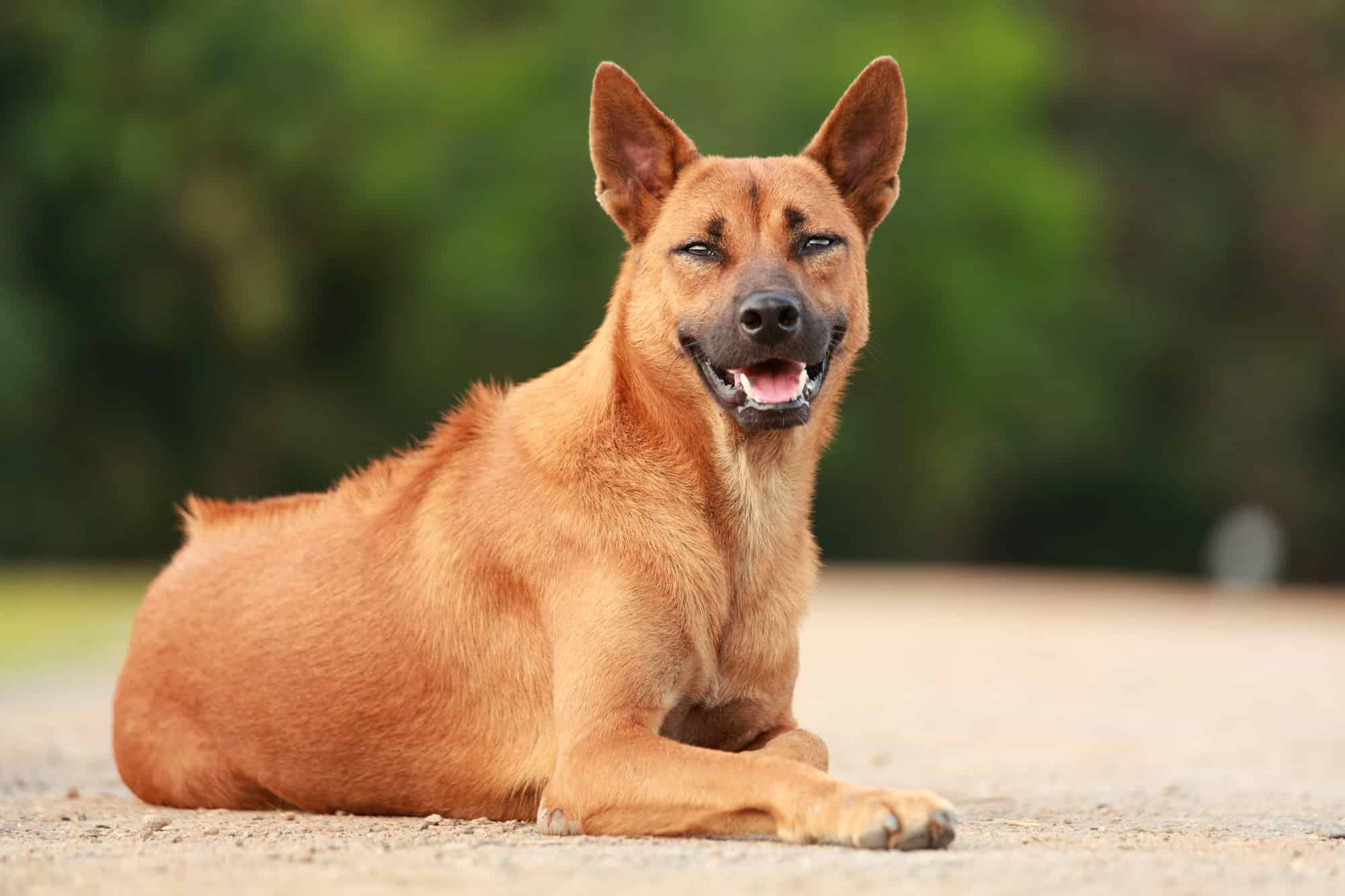 Thai Ridgeback playing with a toy.