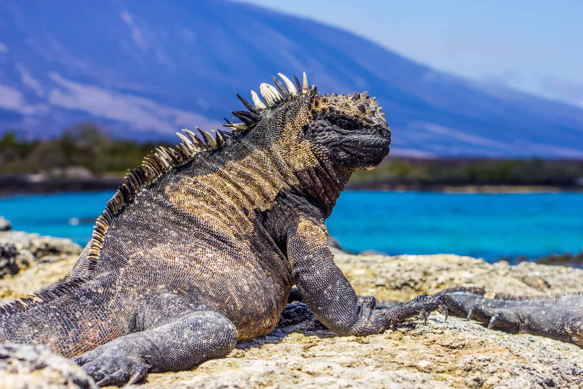 Marine iguana, Amblyrhyncus cristatus in Galapagos islands