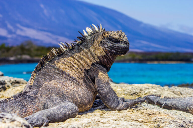 Marine Iguana, Galapagos Islands, Animal, Close-up, Ecuador