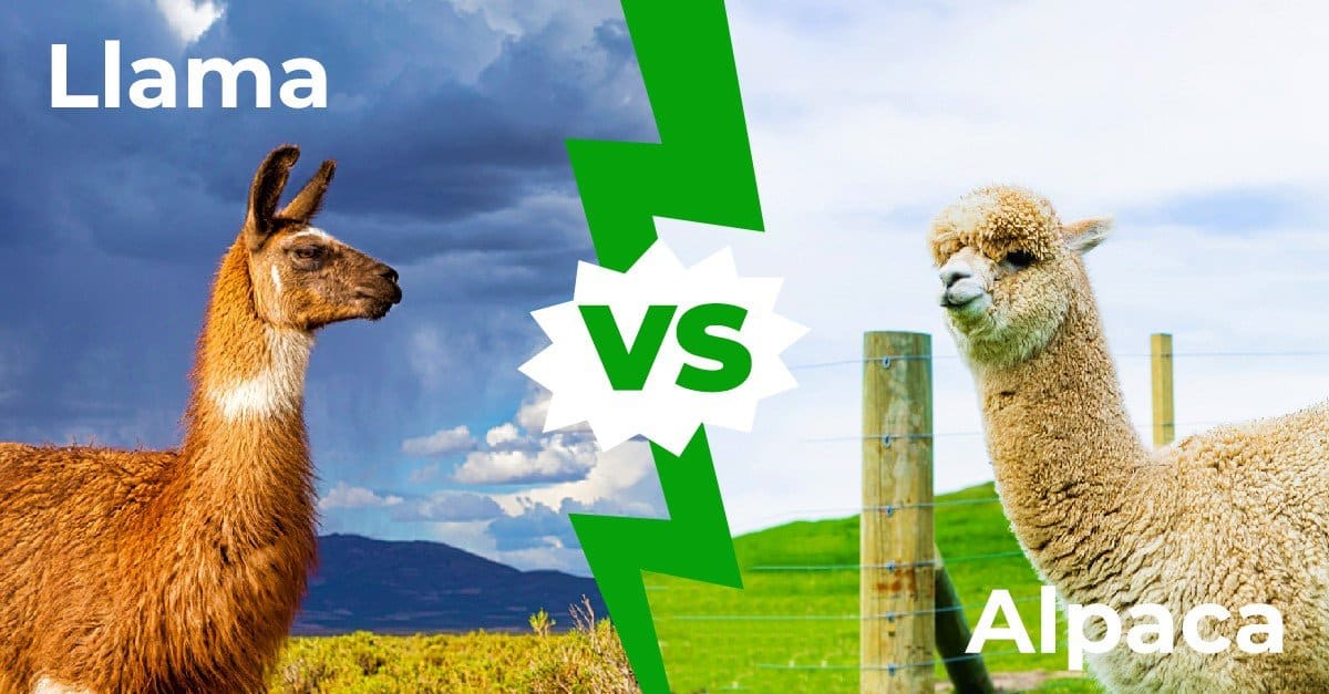 Llamas vs Alpacas - The 5 Main Differences Explained - AZ Animals