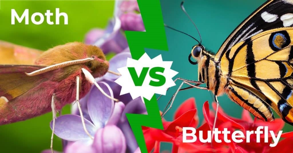 Difference Between Moth And Butterfly Caterpillar