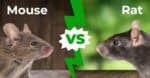 Mouse vs Rat: 5 Main Differences Explained - A-Z Animals