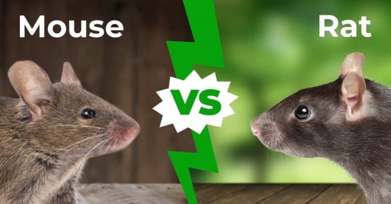 mouse vs rat