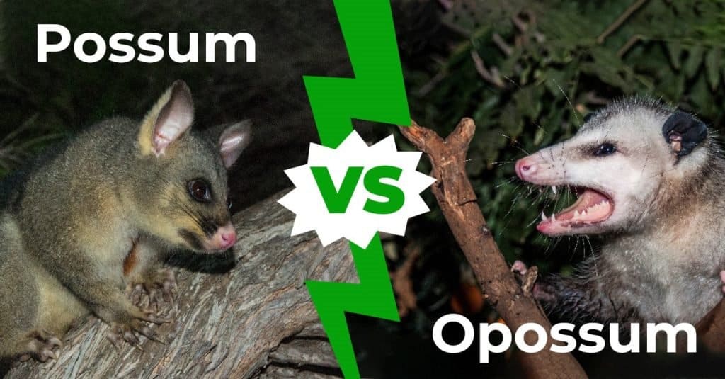 possum vs opossum