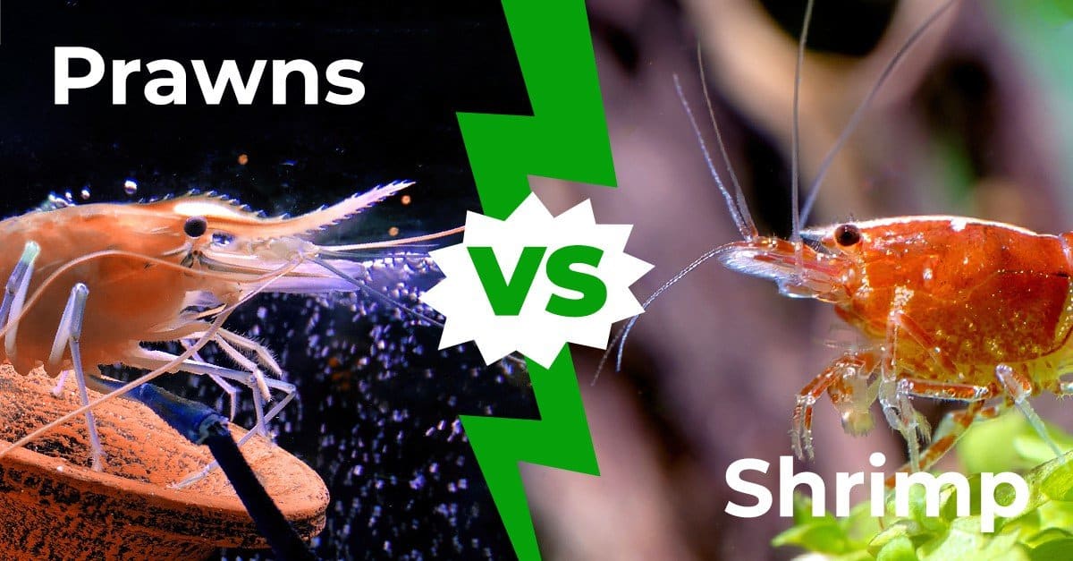 prawns vs shrimp