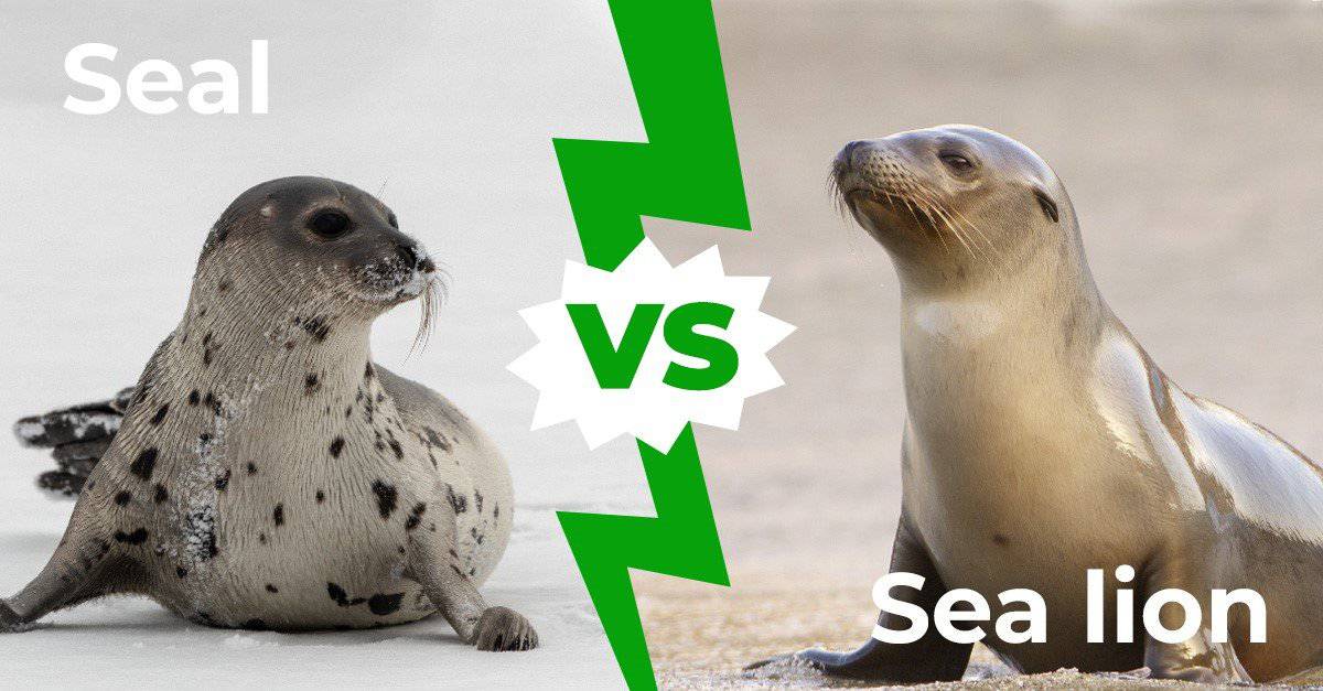 Elephant Seal Vs Sea Lion