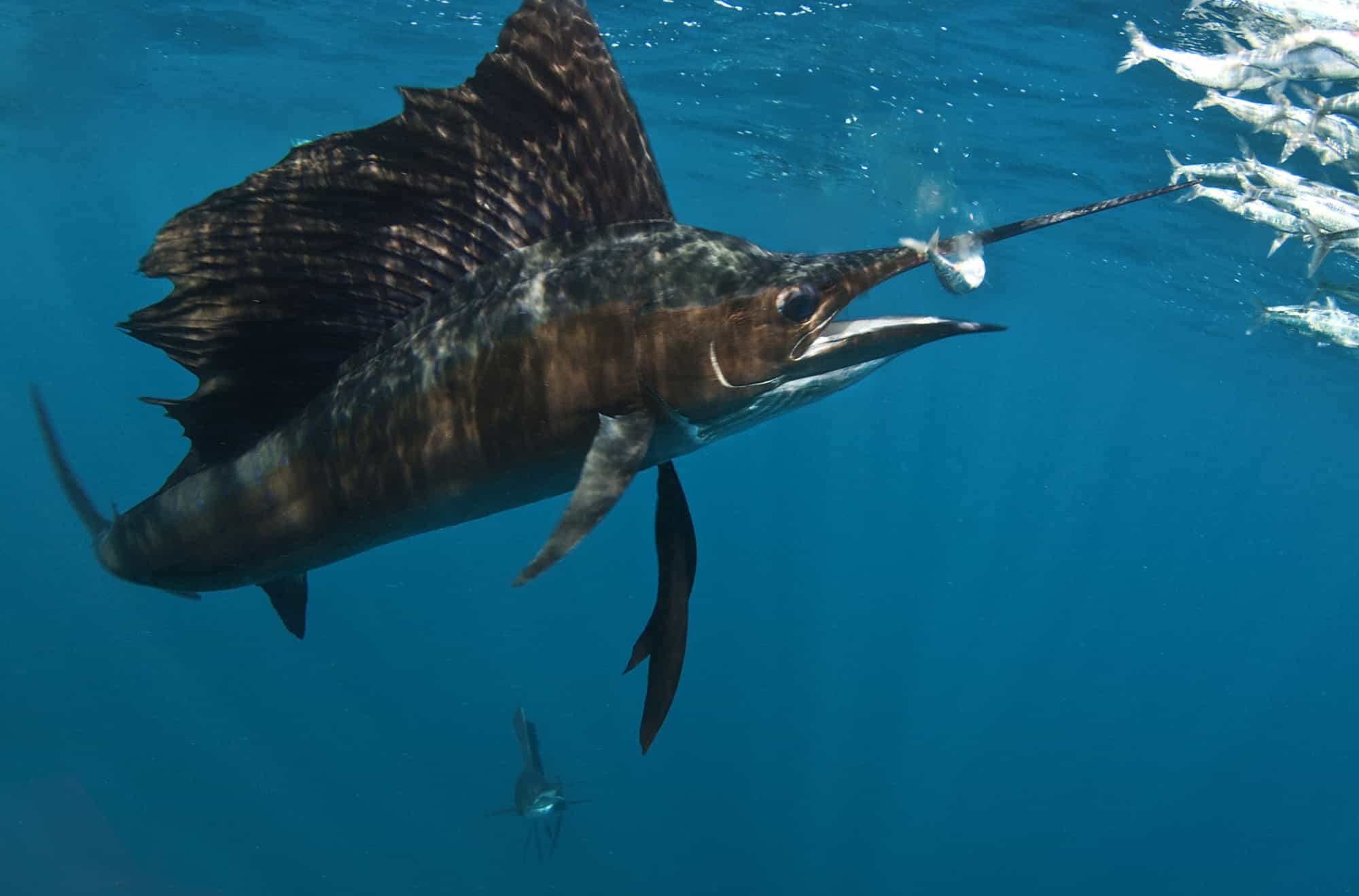 Fastest Sea Animal: Sailfish ATTRIBUTION NOT FOUND