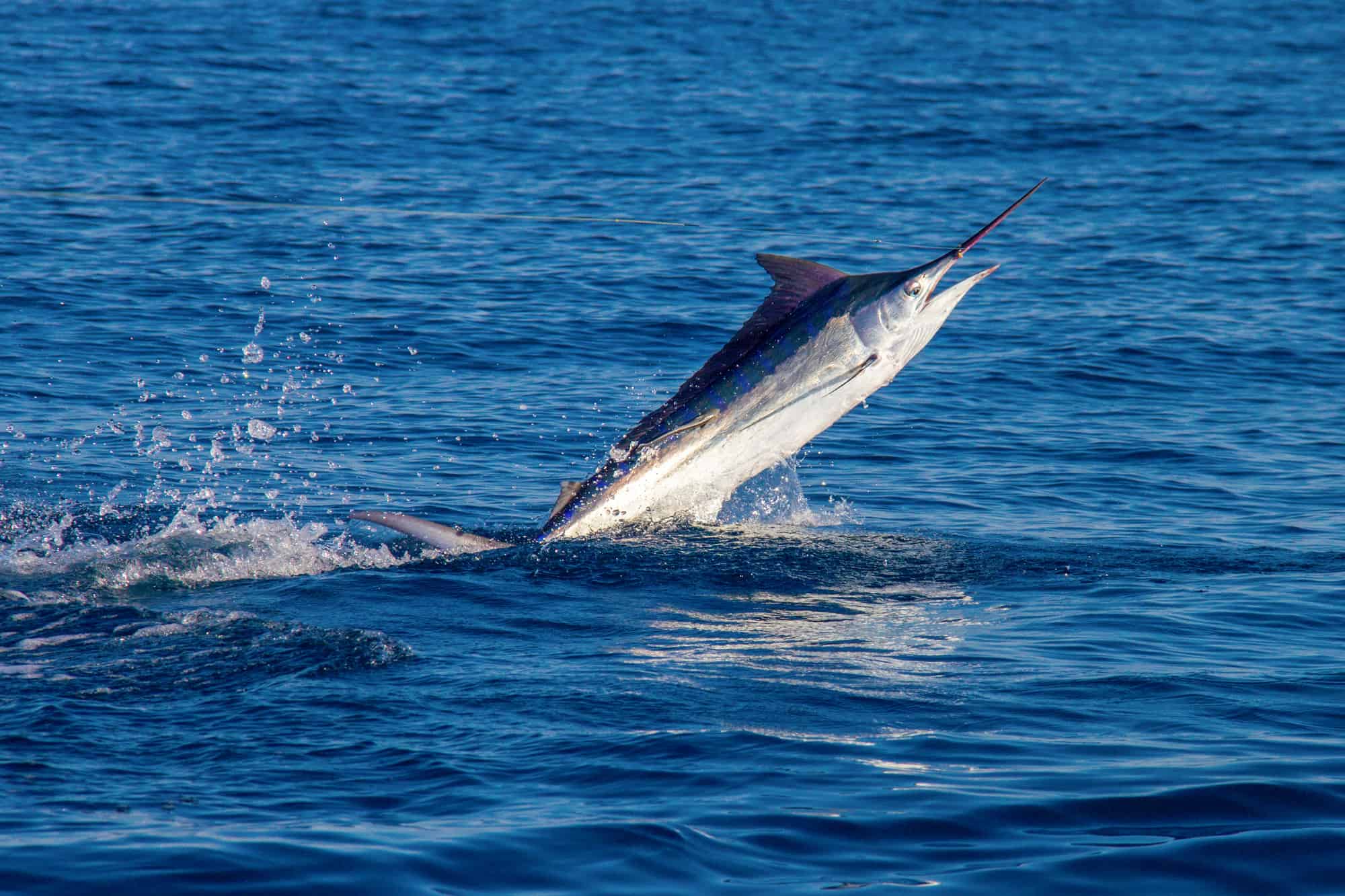 Fastest Sea Animal: Black Marlin