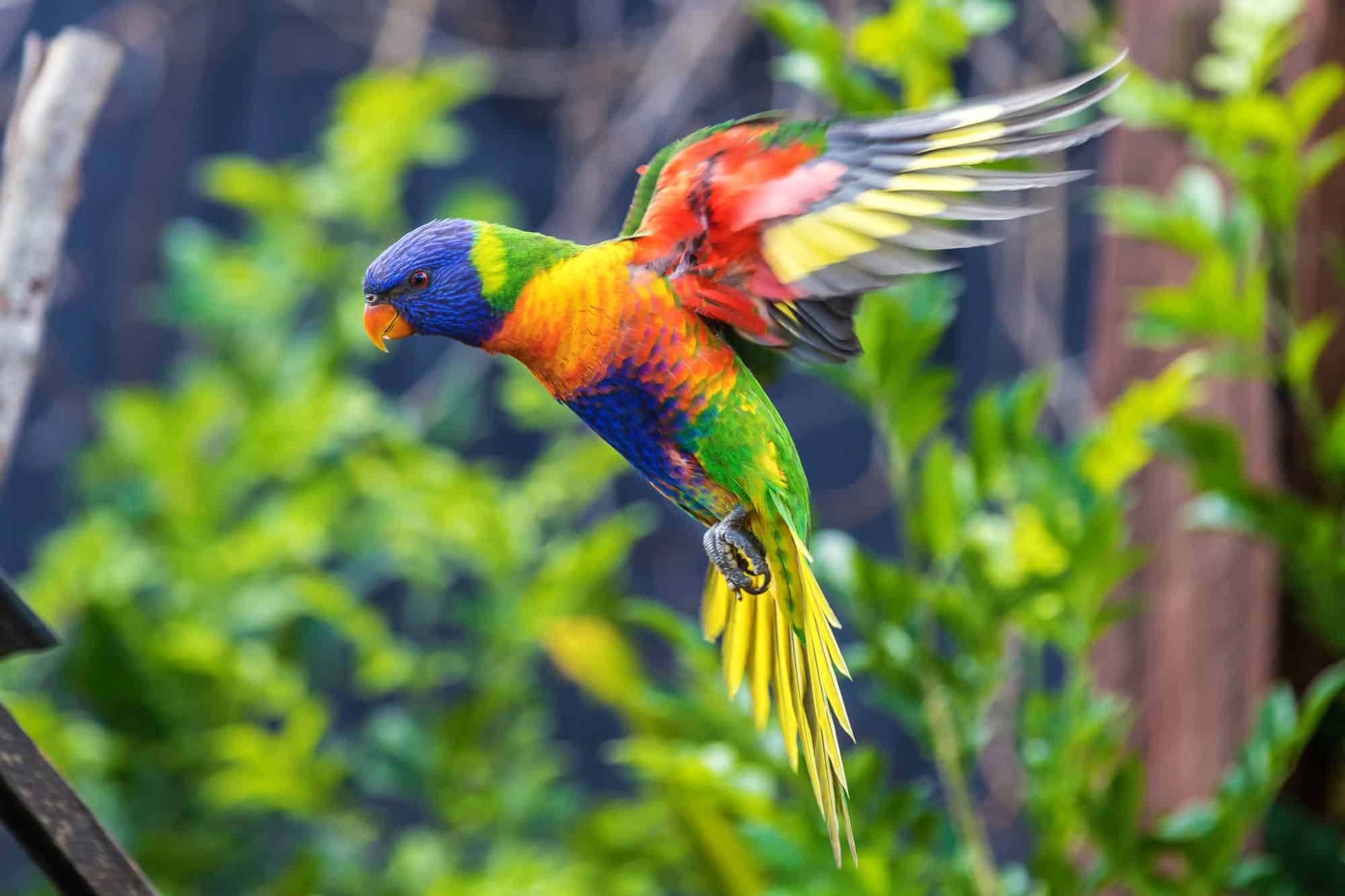 Lorikeet close-up