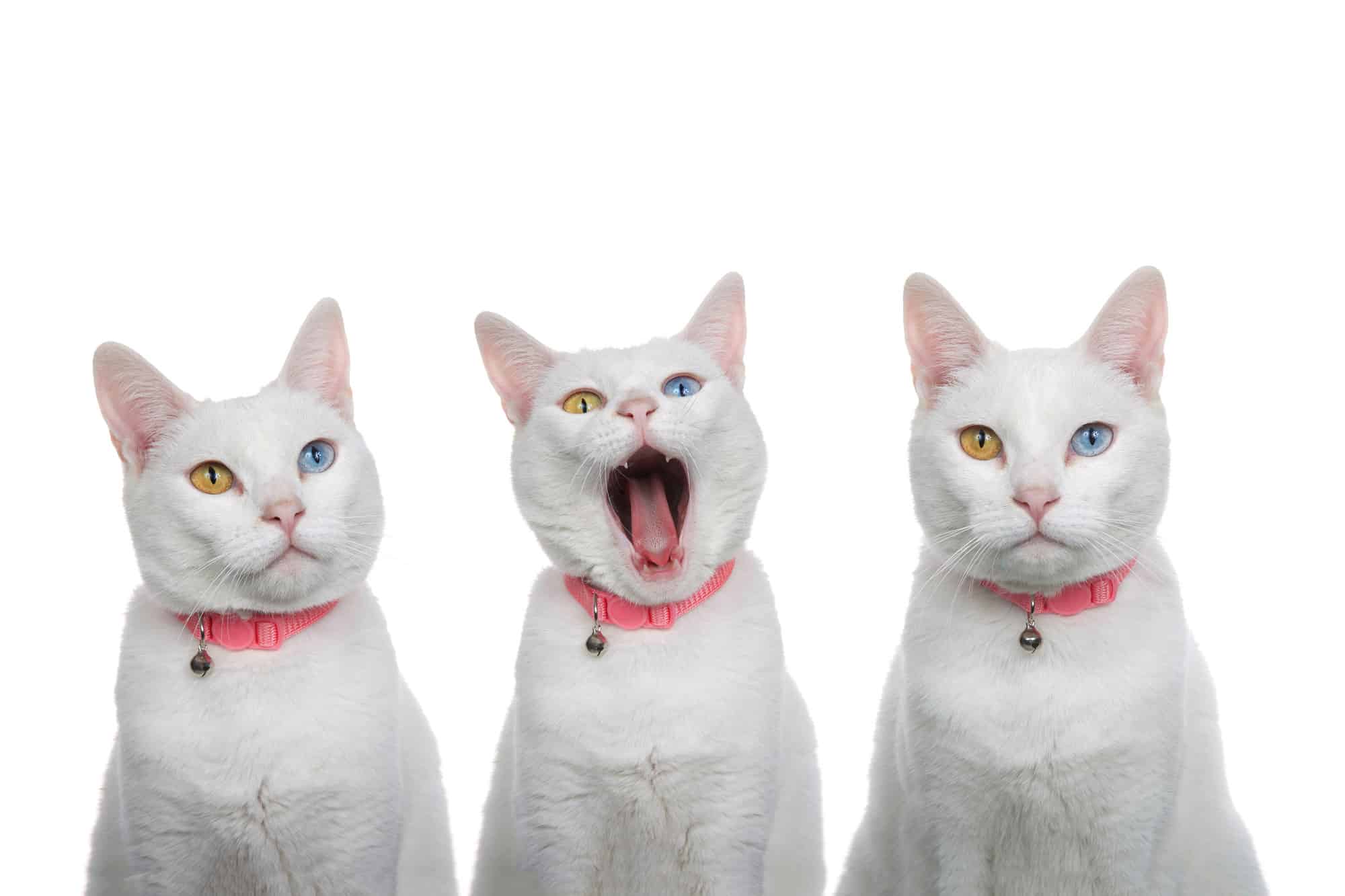 Portrait of 3 white cats