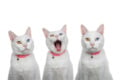 Gabapentin Dosage Chart for Cats: Risks, Side Effects, Dosage, and More ...