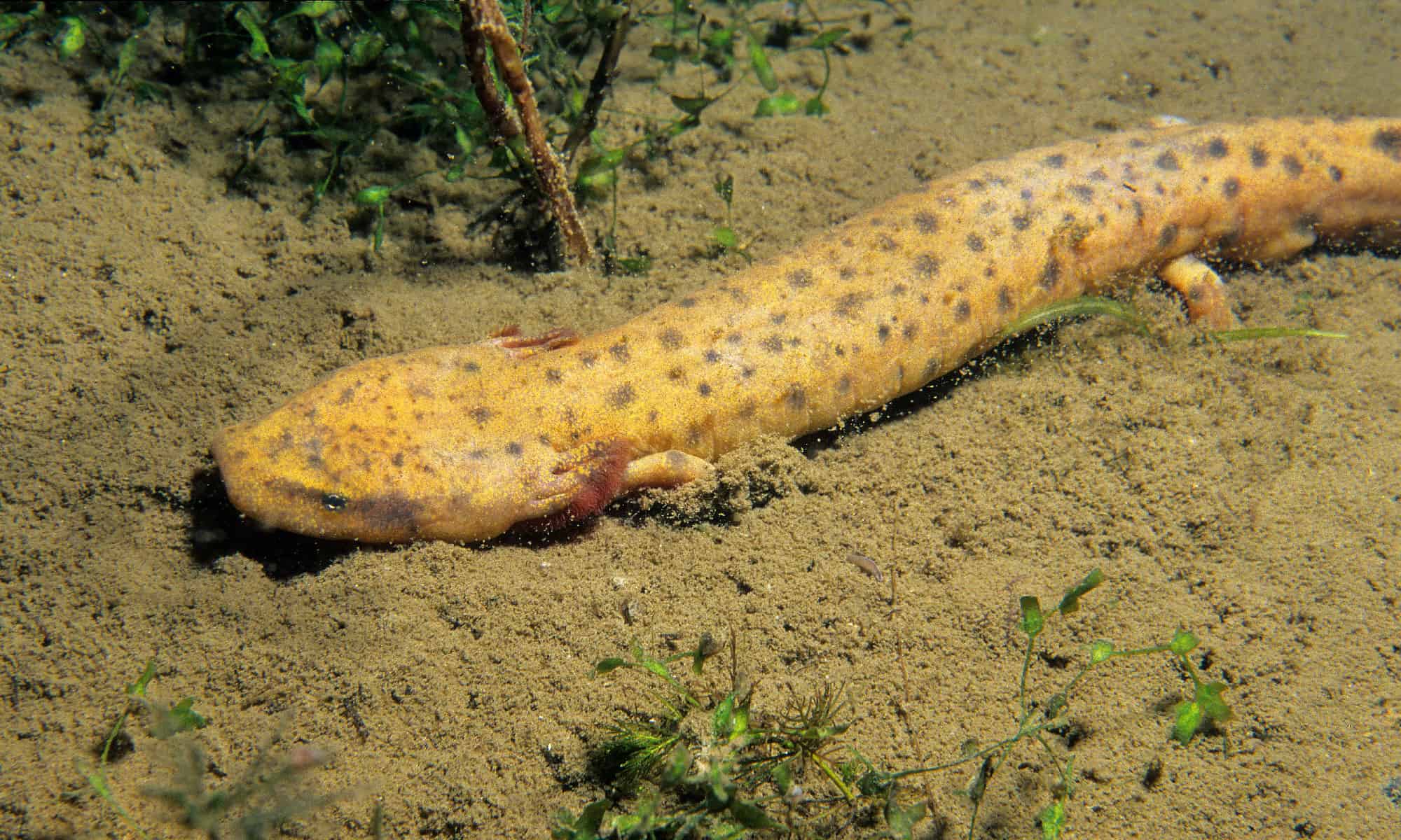 big water dog salamander