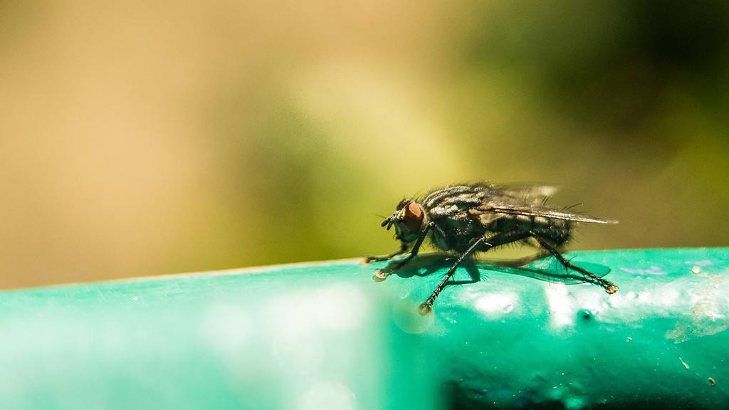 Tsetse Flies Are Strange and Dangerous Insects