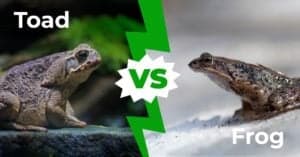 Toad vs Frog: The Six Key Differences Explained Picture
