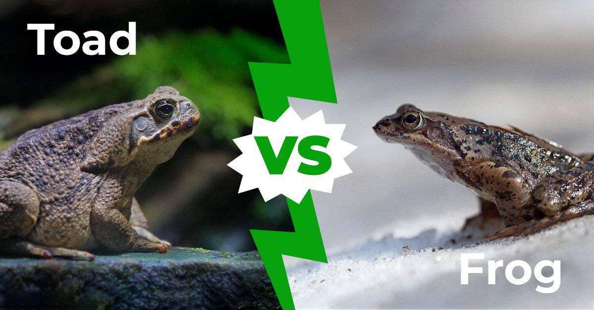 toad eggs vs frog eggs