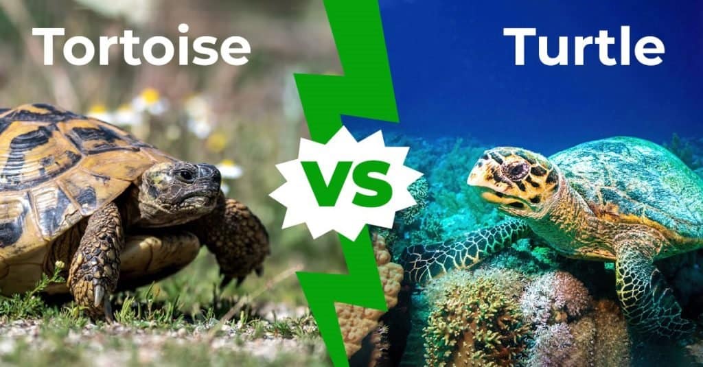 Tortoise vs. Turtle: 10 Biggest Differences Explained