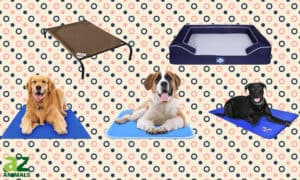 The Best Cooling Dog Beds Picture