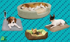 The Best Heated Dog Beds Picture