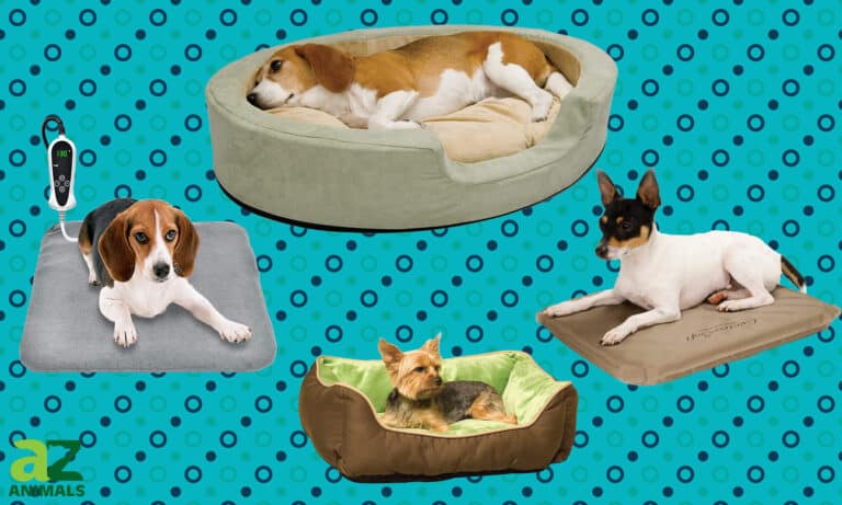 Heated Dog Beds