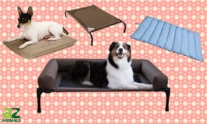 Compare the Best Outdoor Dog Beds: Reviewed Picture