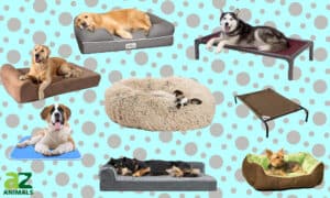 The Best Dog Beds Picture