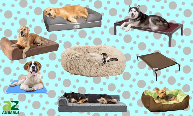 Best Dog Beds