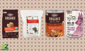 Best Organic Dog Food: Reviewed for You Picture