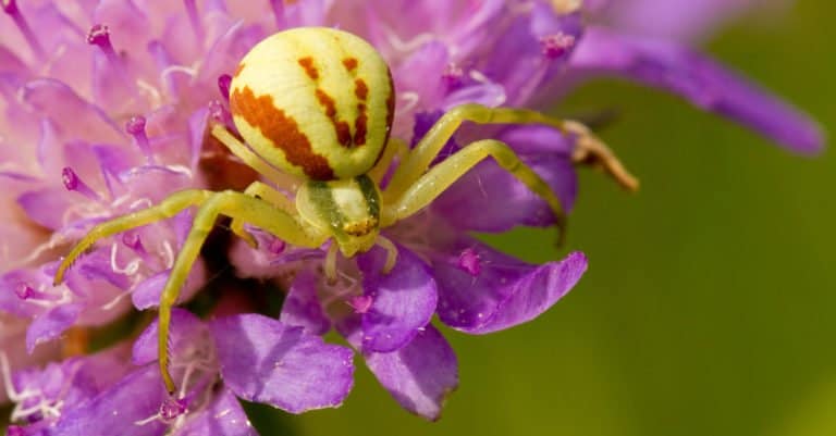 A crab spider sitting on a purple flower