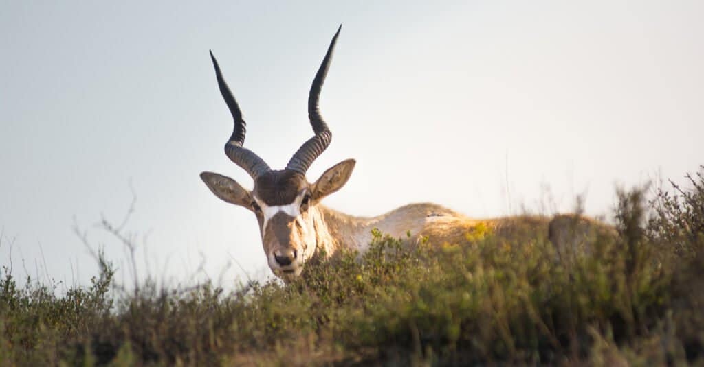 Rarest animal – Addax