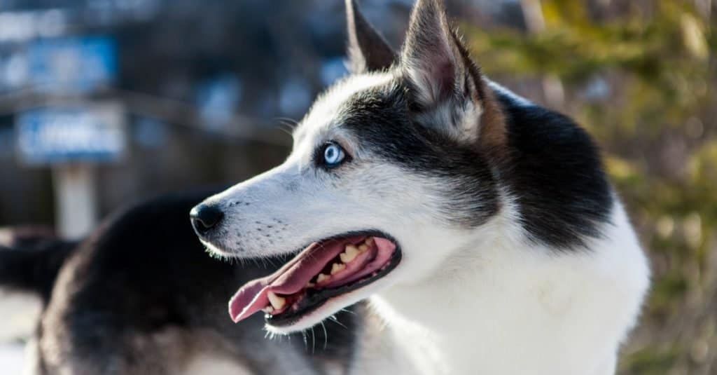 Alaskan husky dog enjoying the winter on the top of a mountain.