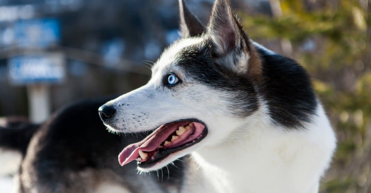 images of huskies