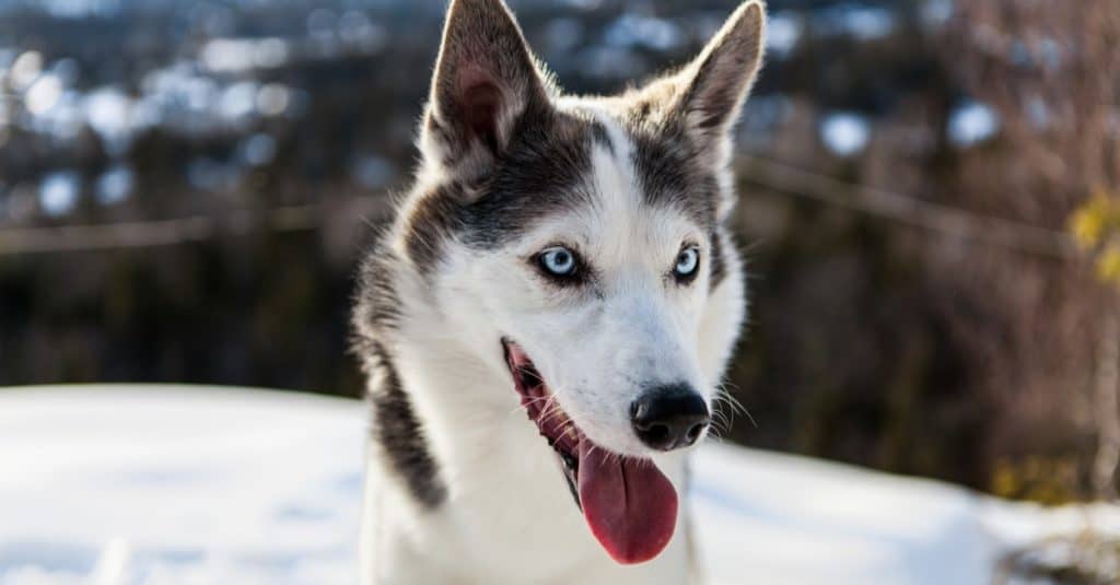 Alaskan husky dog enjoying the winter on the top of a mountain.