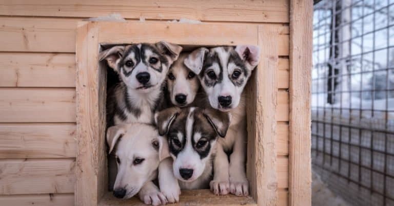 Five Alaskan husky puppies looking out from their house.