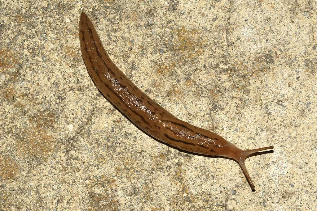Picture of a slug in the genus Ambigolimax. Photo taken in Fremont, CA, USA.