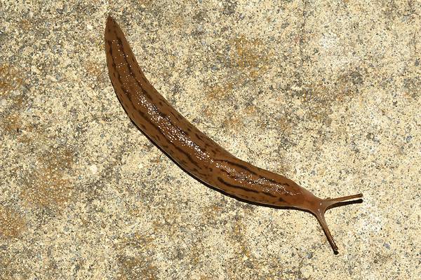 Shell Less Snails Pattern What Makes Snails and Slugs Different? - A-Z Animals