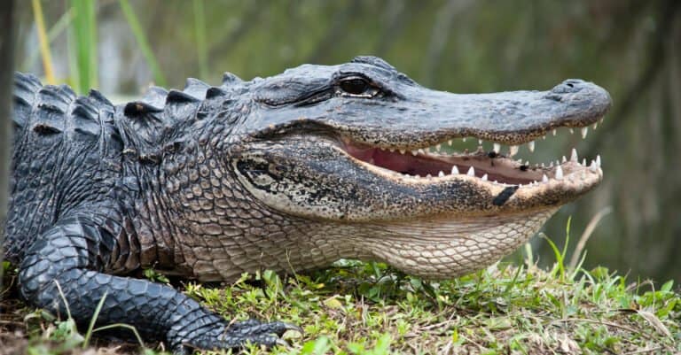 Strongest animal bite – American alligator